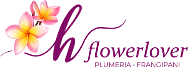 Frangipania Plumeria